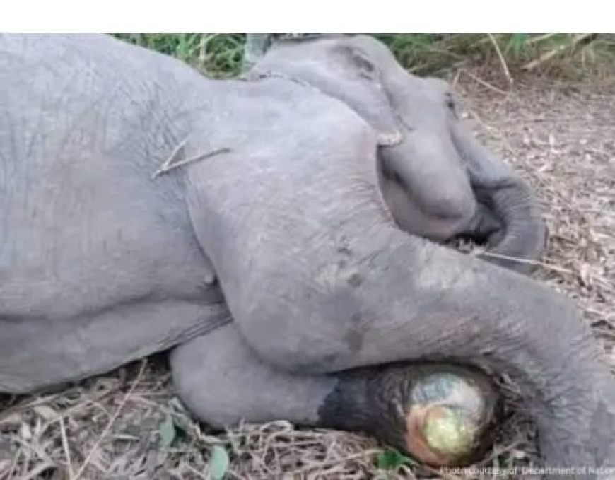 Sick Elephants Raises Concerns Among Locals, Calls for Urgent Intervention