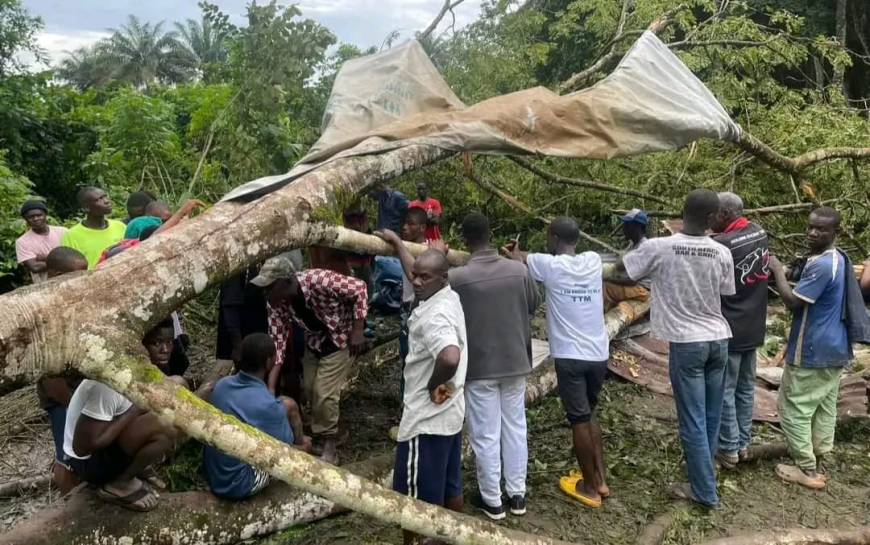 Tragic Tree Fall Claims Life in Bahn City, Nimba County