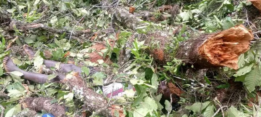 Tragedy Hit River Gee: Logging Accident Claims One Life in Dweh Village