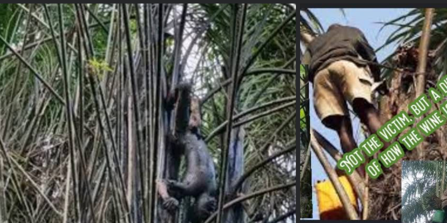 Palm Wine Tapper Found Dead Hanging on Piassava Tree in River Gee