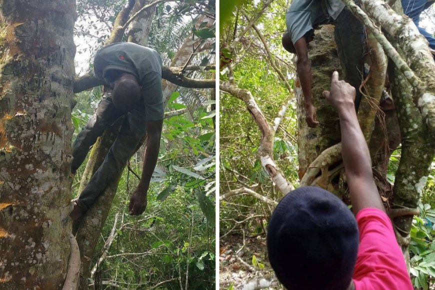 45-Year-Old Man Dies After Tree Falls on Him in Kolahun Lofa County ...