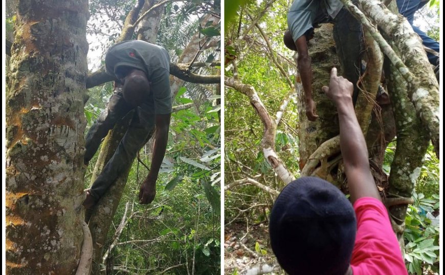 45-Year-Old Man Dies After Tree Falls on Him in Kolahun Lofa County.