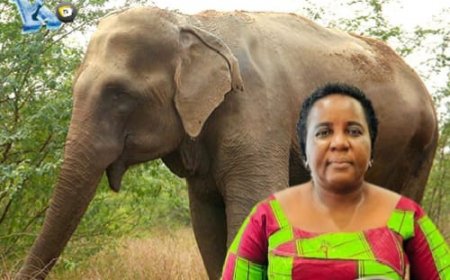 ‎Sen. Botoe Kanneh Remains Tight-lipped As Wildlife Crime Hangs Over Gbarpolu