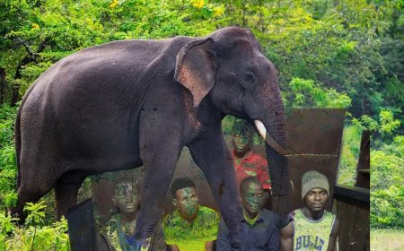 Eight Men Fined US$500 for Killing Protected Elephant in Bopolu
