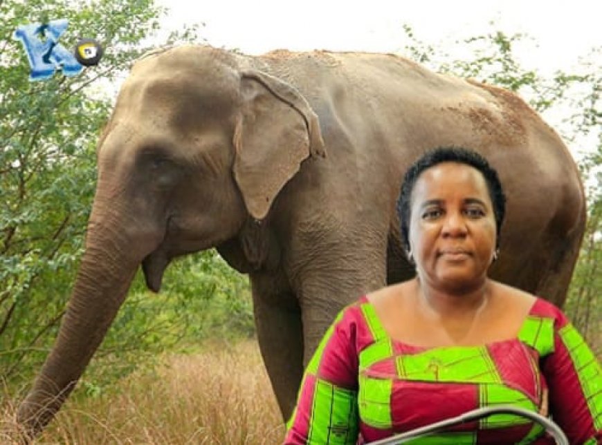 ‎Sen. Botoe Kanneh Remains Tight-lipped As Wildlife Crime Hangs Over Gbarpolu