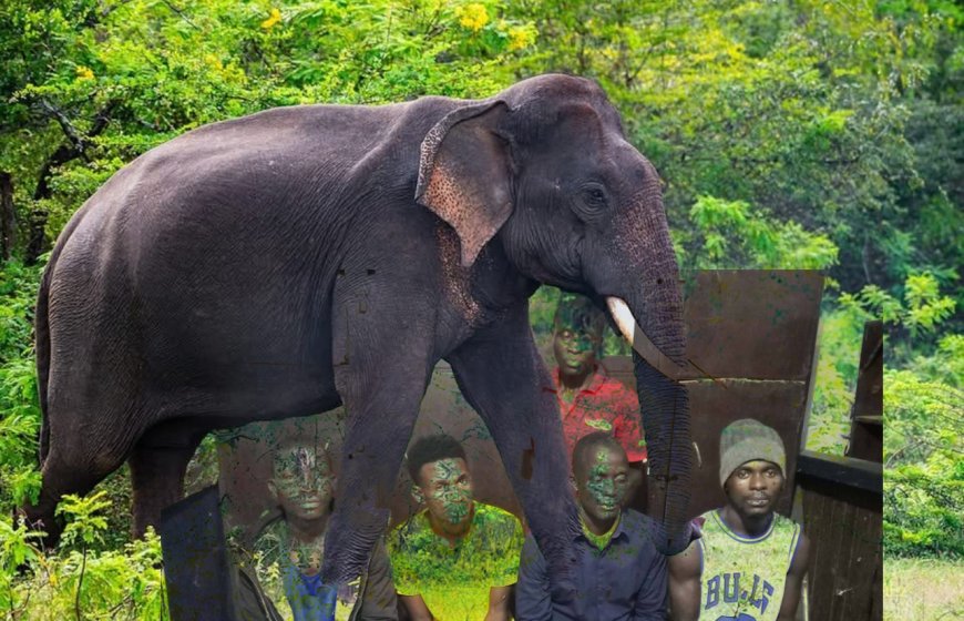 Eight Men Fined US$500 for Killing Protected Elephant in Bopolu