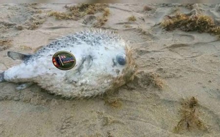 NaFAA Warns Public Against Eating Deadly Pufferfish Found at Marshall Beach