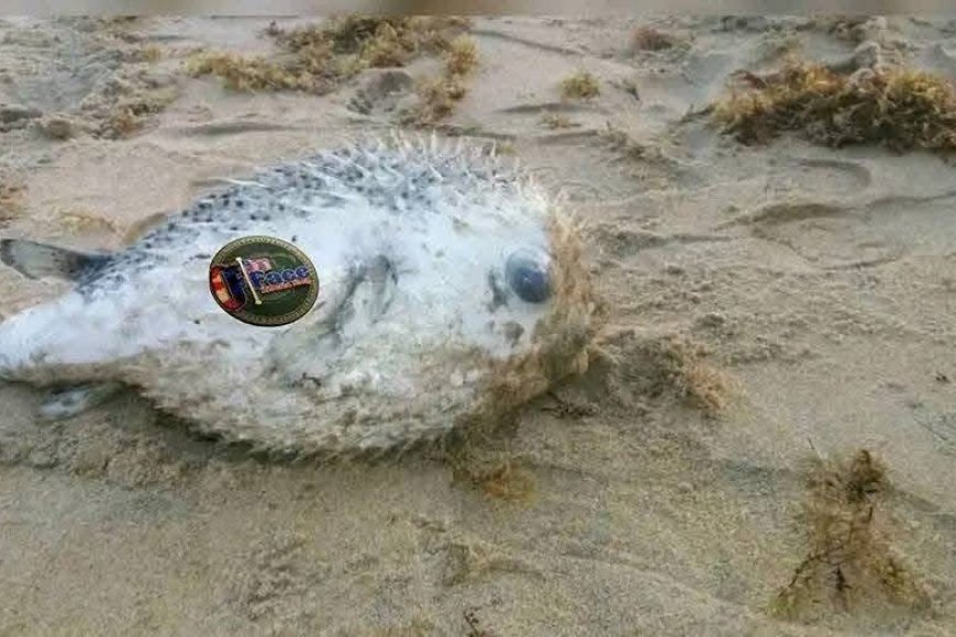 NaFAA Warns Public Against Eating Deadly Pufferfish Found at Marshall Beach