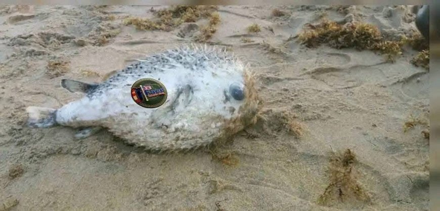 NaFAA Warns Public Against Eating Deadly Pufferfish Found at Marshall Beach