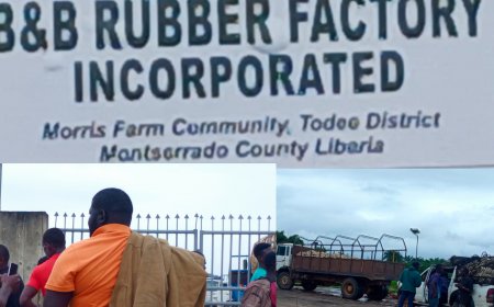 “‘We Have Nowhere to Sell": Rubber Farmers Accuse B&B Rubber Factory Incorporated of Delayed Purchases Amid Boakai’s Raw Rubber Export Ban