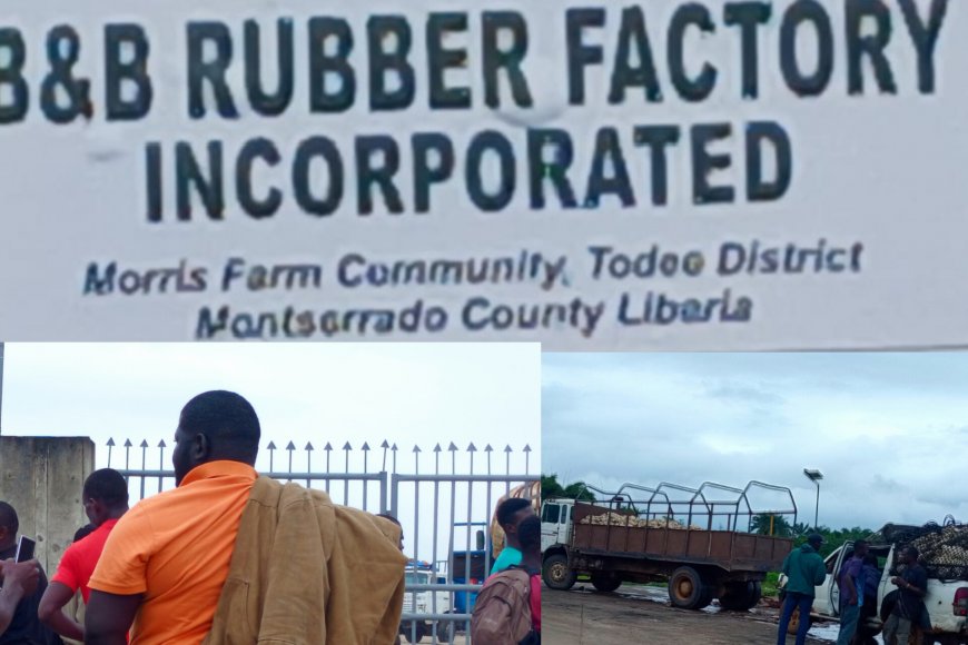 “‘We Have Nowhere to Sell": Rubber Farmers Accuse B&B Rubber Factory Incorporated of Delayed Purchases Amid Boakai’s Raw Rubber Export Ban