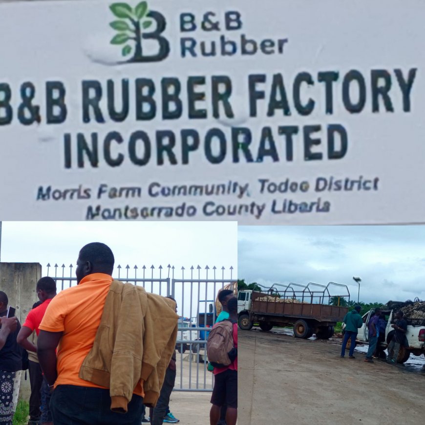 “‘We Have Nowhere to Sell": Rubber Farmers Accuse B&B Rubber Factory Incorporated of Delayed Purchases Amid Boakai’s Raw Rubber Export Ban